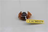 藏品(短指和尚蟹)的圖片